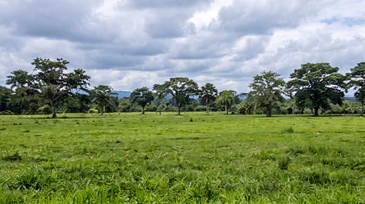 1.600 ha Finca Metetí — Darién