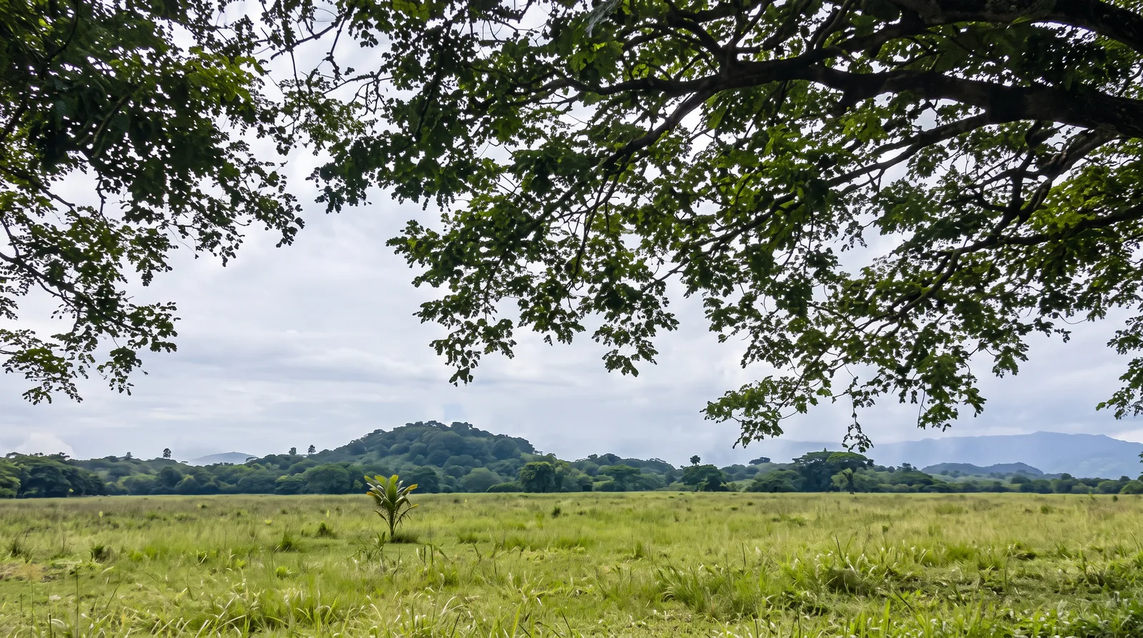 Amplias extensiones de la finca en Metetí, Darién