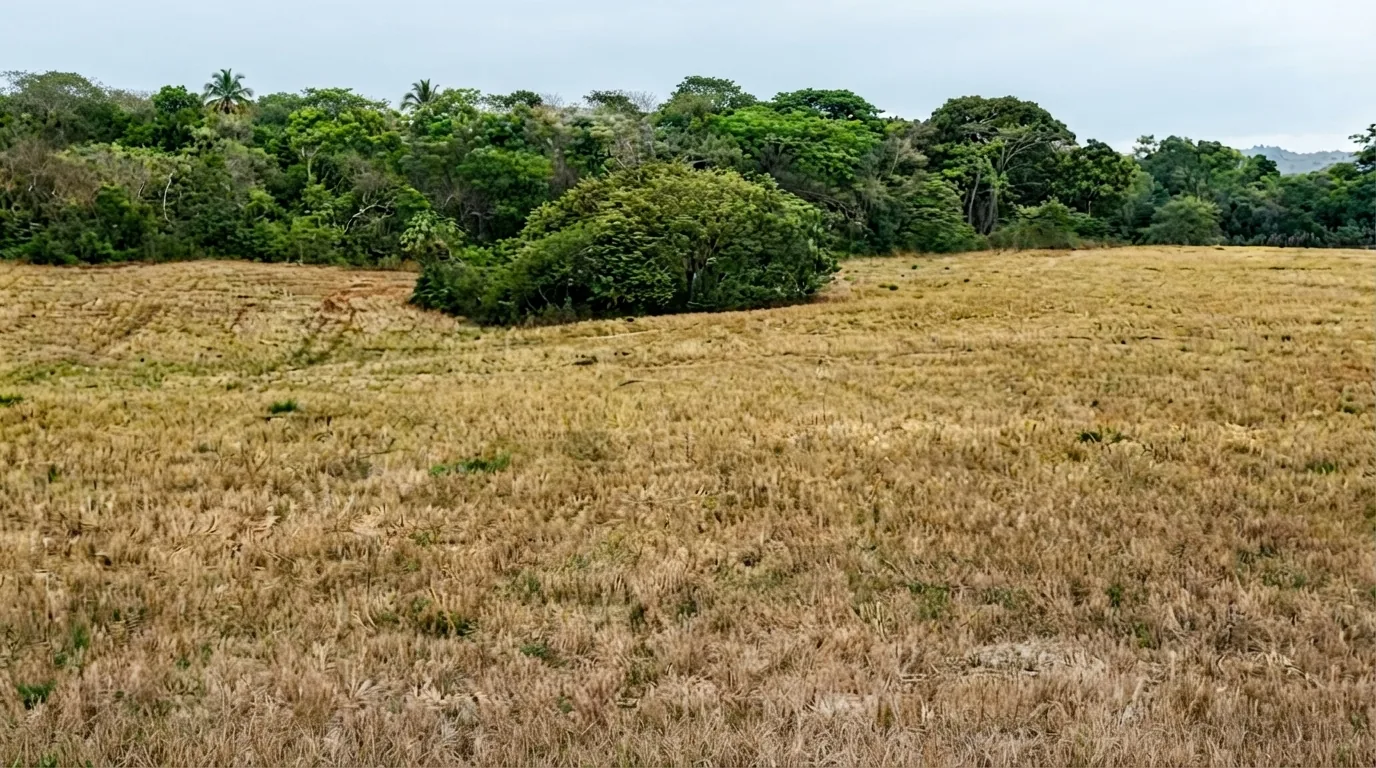 Finca El Hicaco, Soná — imagen 5