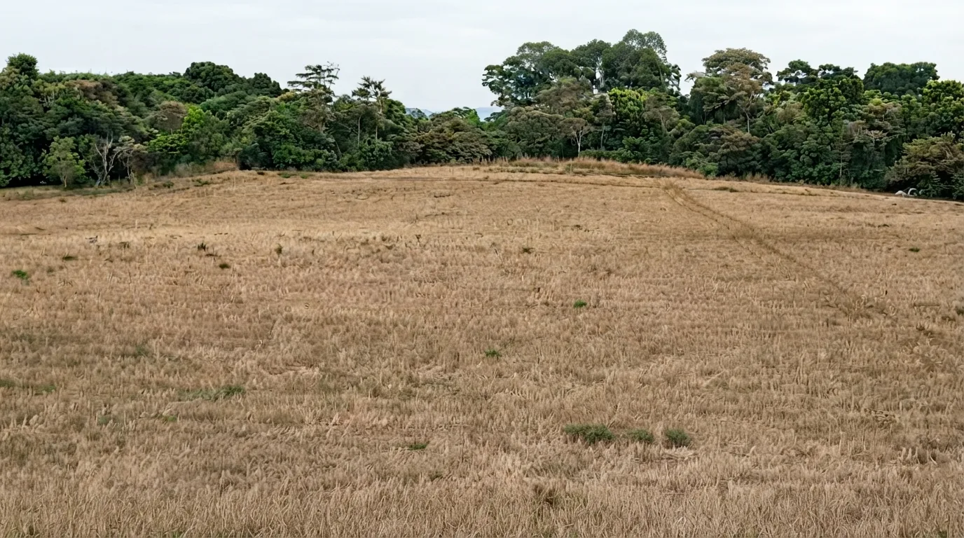 Finca El Hicaco, Soná — imagen 6