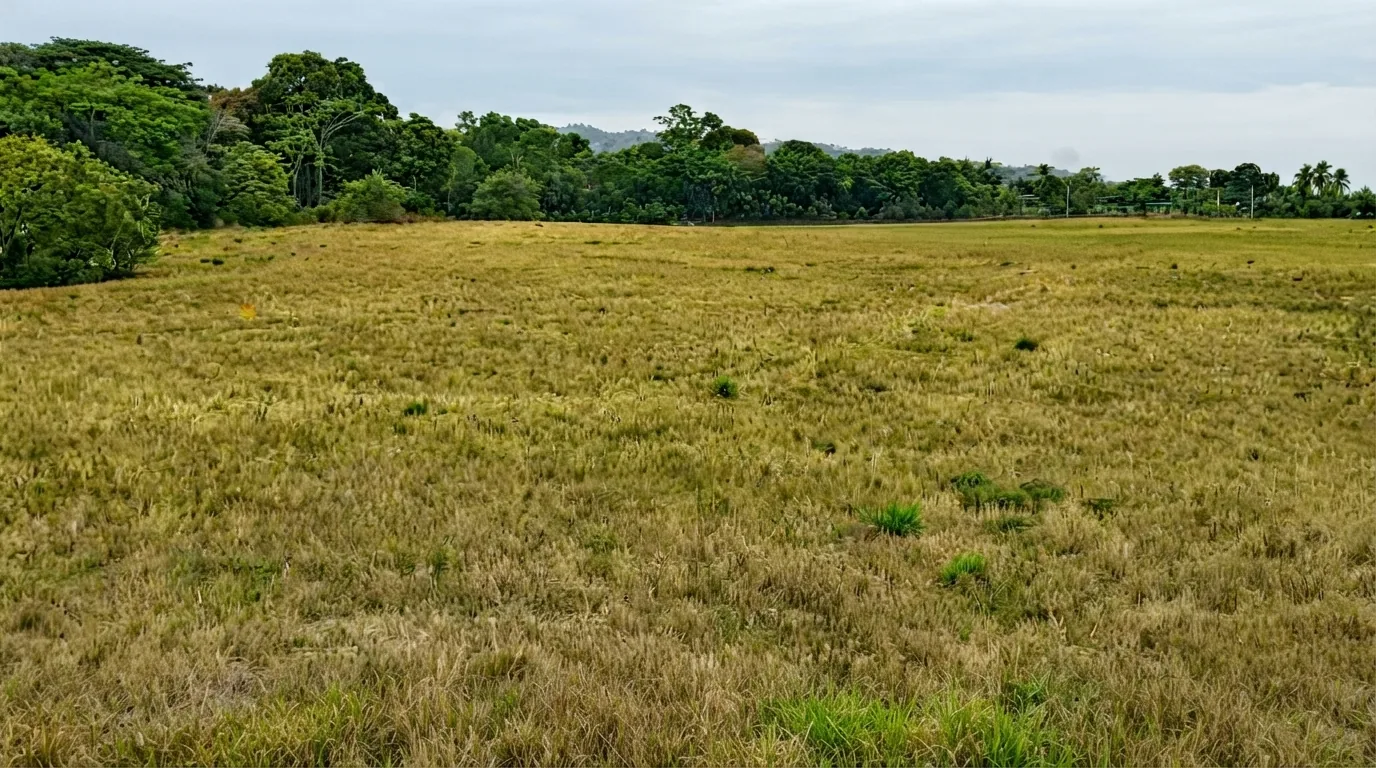 Finca El Hicaco, Soná — imagen 7