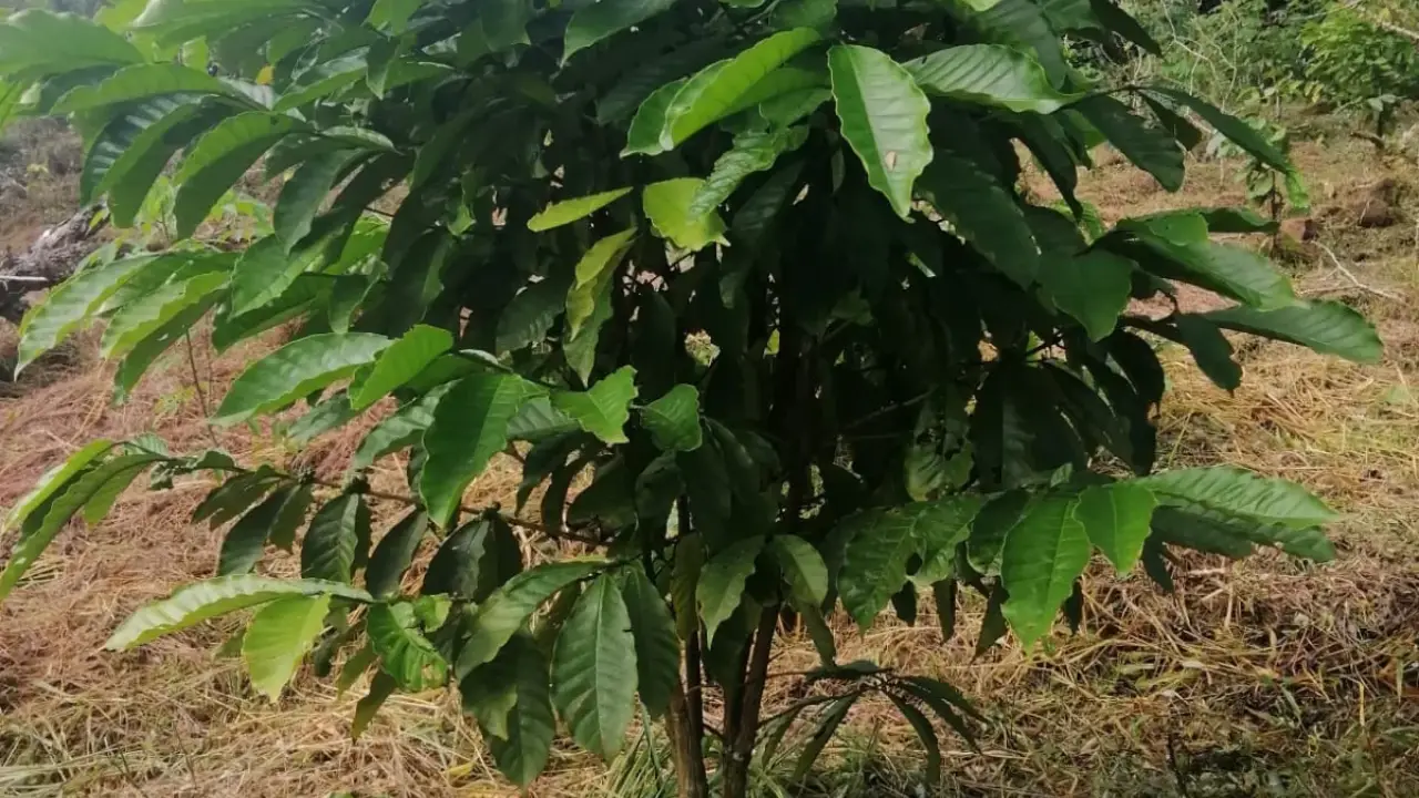 22 ha Finca Premium Agroindustrial en La Pintada — imagen 3