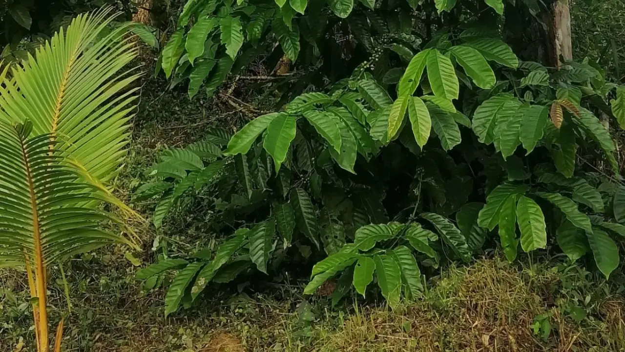 22 ha Finca Premium Agroindustrial en La Pintada — imagen 1
