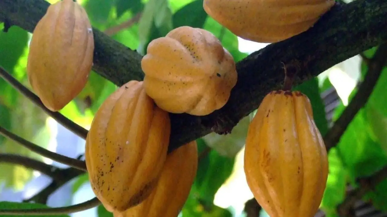 1.475 ha Finca Productiva — Cuanco