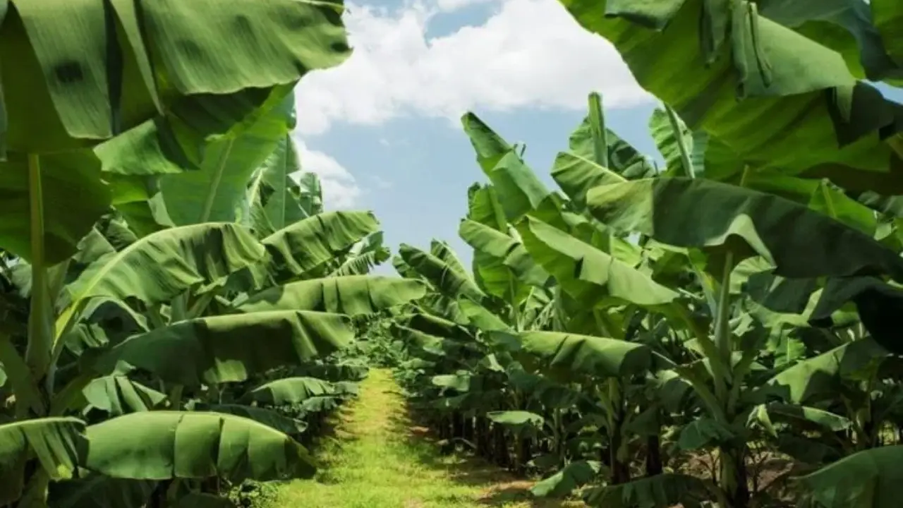 1.475 ha Finca Productiva en Cuanco, Colón — imagen 2