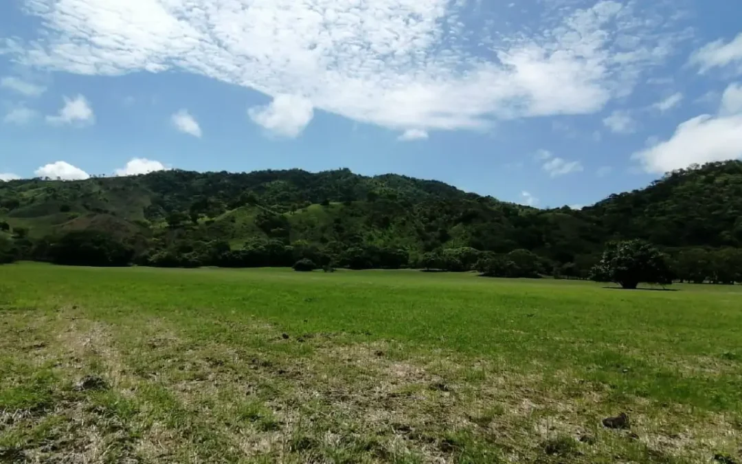 29.5-Hectare Beach Lots Located in Cambutal, La Cuchilla — image 4: beach lots in Cambutal
